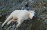 Mountain Goat Hunts